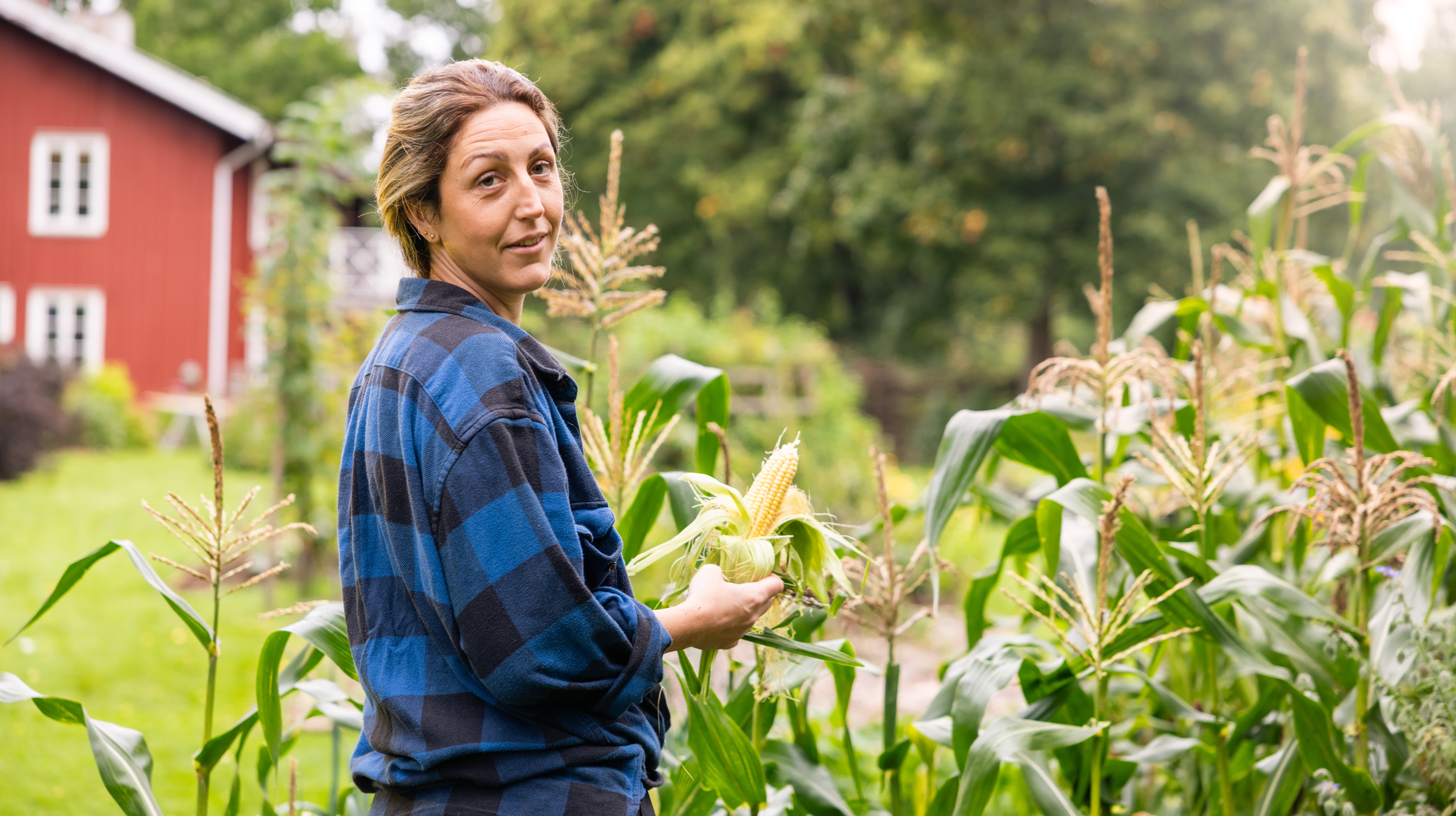 En person som skördar majs.