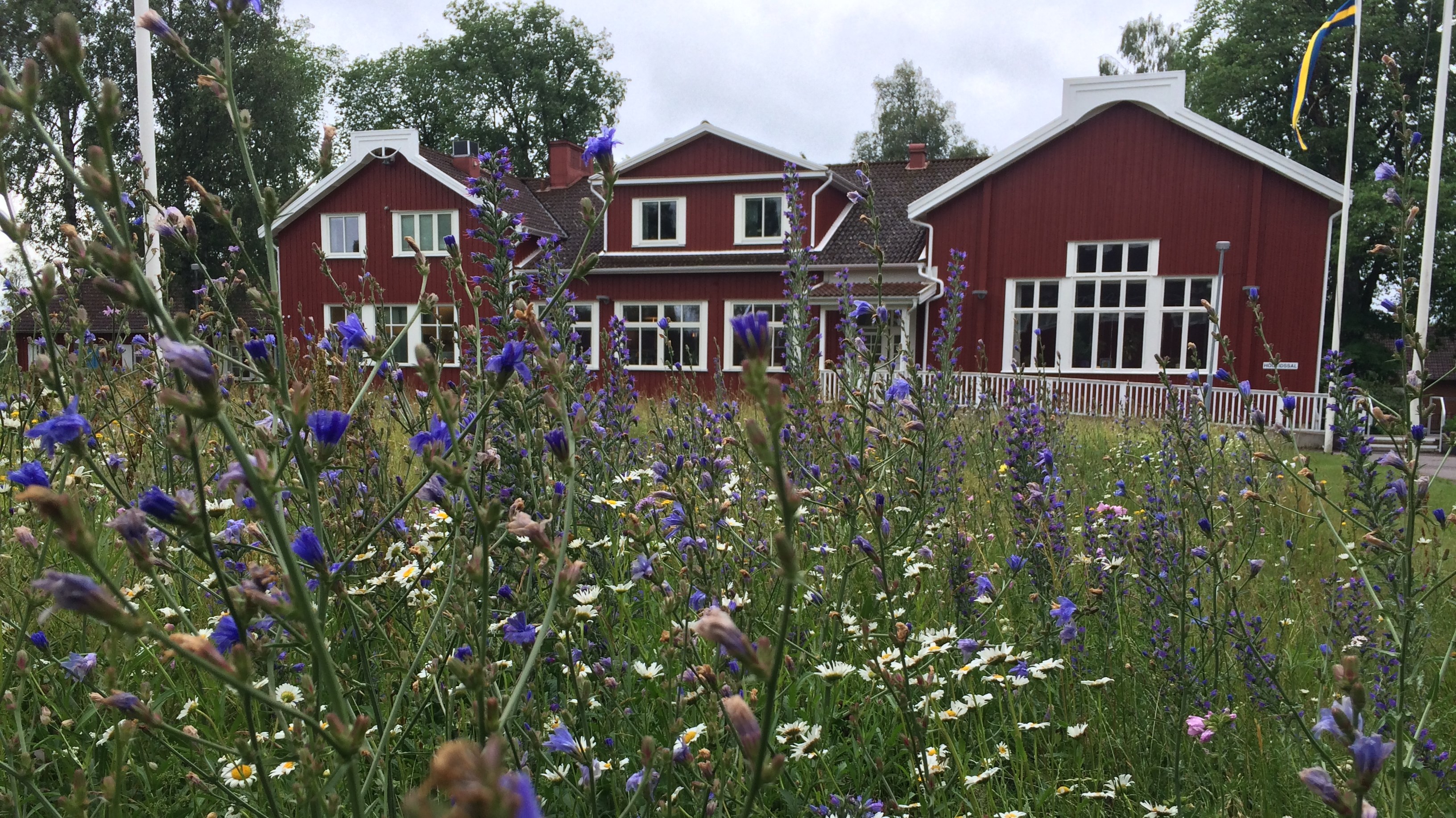 Blommor på en ång. Skolhus i bakgrunden.
